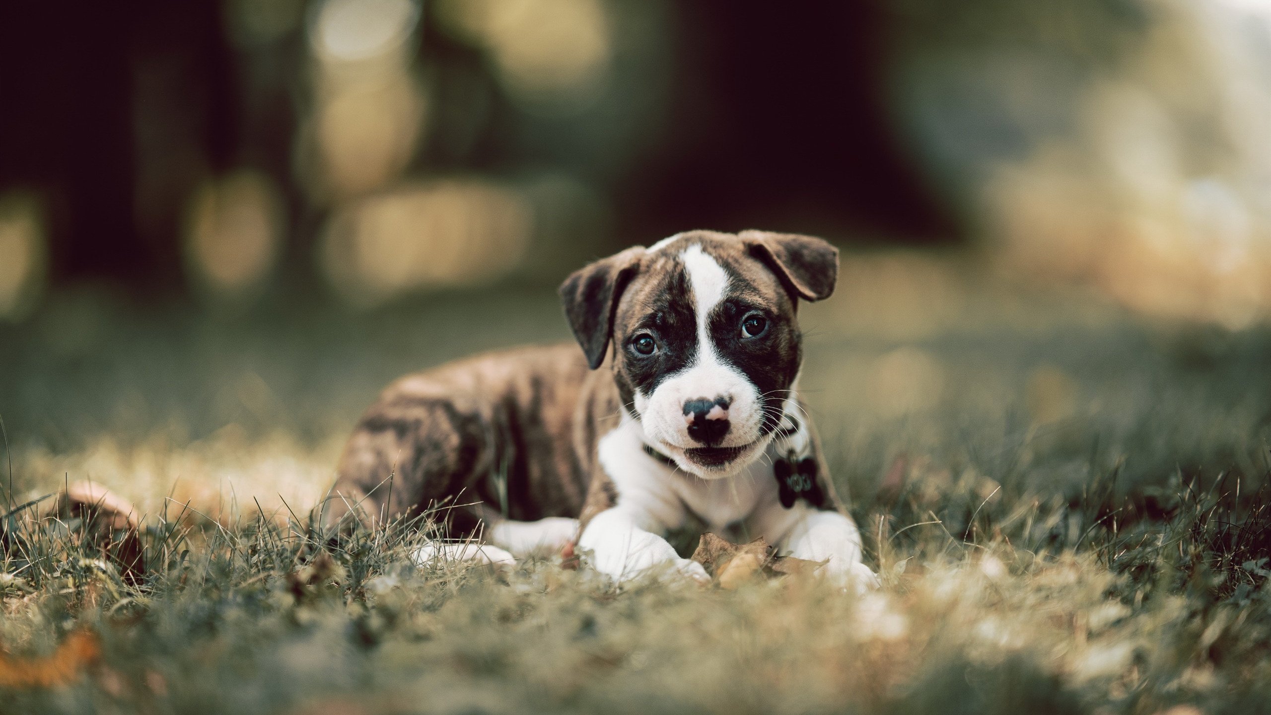 黄喜灿的节奏魔法，当AC米兰的优雅遇上伊朗的坚韧