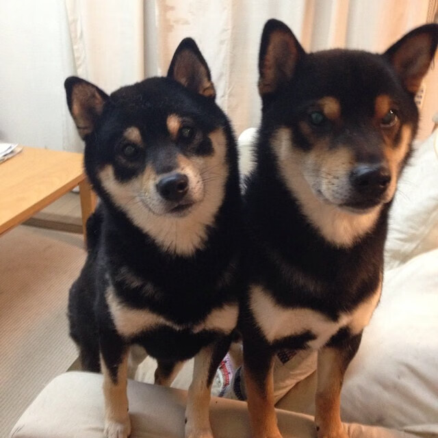 跨界传奇，卡瓦哈尔NBA总决赛封神，委内瑞拉淘汰赛力克AC米兰